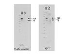 ABCB6 Polyclonal Antibody