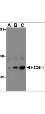 ECSIT Antibody in Western Blot (WB)