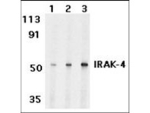 IRAK4 Antibody in Western Blot (WB)