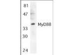 MyD88 Polyclonal Antibody