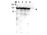 Myosin 1G Polyclonal Antibody
