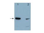 Pdcd4 Antibody in Western Blot (WB)
