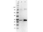 Pdcd4 Polyclonal Antibody
