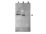 RNF25 Polyclonal Antibody