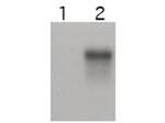 Cyclin E2 Polyclonal Antibody