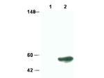 SMAD3 Polyclonal Antibody