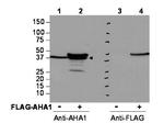 AHA1 Antibody in Western Blot (WB)