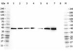 AHA1 Polyclonal Antibody