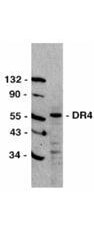 Death Receptor 4 Antibody in Western Blot (WB)