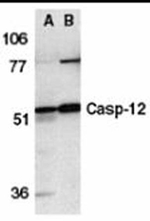 Caspase-12 Antibody in Western Blot (WB)