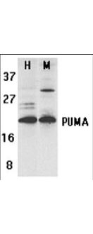 PUMA Antibody in Western Blot (WB)