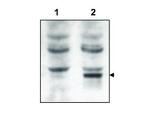Tamalin Polyclonal Antibody