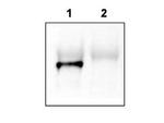 Tamalin Antibody in Western Blot (WB)