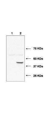 UBE2J1 Polyclonal Antibody