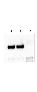 TrkCT1 Polyclonal Antibody