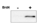 Phospho-CDK9 (Thr29) Polyclonal Antibody