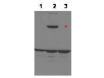 ASPP1 Polyclonal Antibody
