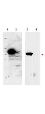PBK1 Antibody in Western Blot (WB)