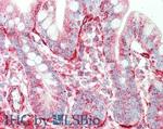 Sipa1 Antibody in Immunohistochemistry (Paraffin) (IHC (P))