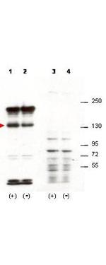Sipa1 Antibody in Western Blot (WB)