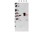 THRA Polyclonal Antibody
