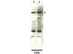SMAD4 Polyclonal Antibody