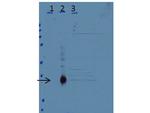 CEBP delta Polyclonal Antibody