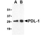 PDL1 Antibody in Western Blot (WB)
