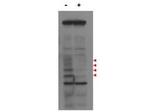 MLF1IP / PBIP1 Antibody in Western Blot (WB)