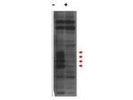 MLF1 Antibody in Western Blot (WB)