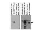 KSHV ORF57 Polyclonal Antibody