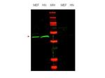 Oct-4 Polyclonal Antibody