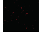 BUB3 Antibody in Immunocytochemistry (ICC/IF)