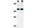 BUB3 Antibody in Western Blot (WB)