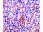 CAD Antibody in Immunohistochemistry (Paraffin) (IHC (P))