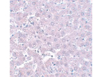 CALHM1 Antibody in Immunohistochemistry (Paraffin) (IHC (P))