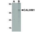 CALHM1 Antibody in Western Blot (WB)