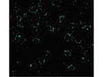 CARD10 Antibody in Immunocytochemistry (ICC/IF)