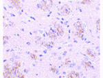 CARD10 Antibody in Immunohistochemistry (Paraffin) (IHC (P))