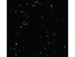 CARD8 Antibody in Immunocytochemistry (ICC/IF)