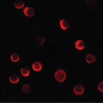 CASKIN2 Antibody in Immunocytochemistry (ICC/IF)