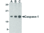 Caspase-1 Antibody in Western Blot (WB)