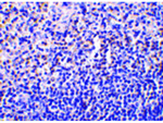 Caspase-1 Antibody in Immunohistochemistry (Paraffin) (IHC (P))