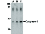 Caspase-1 Antibody in Western Blot (WB)
