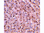 Caspase-12 Antibody in Immunohistochemistry (Paraffin) (IHC (P))