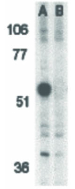 Caspase-12 Antibody in Western Blot (WB)