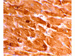 Caspase-12 Antibody in Immunohistochemistry (Paraffin) (IHC (P))