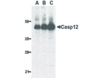 Caspase-12 Antibody in Western Blot (WB)