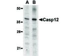 Caspase-12 Antibody in Western Blot (WB)