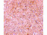Caspase-13 Polyclonal Antibody
